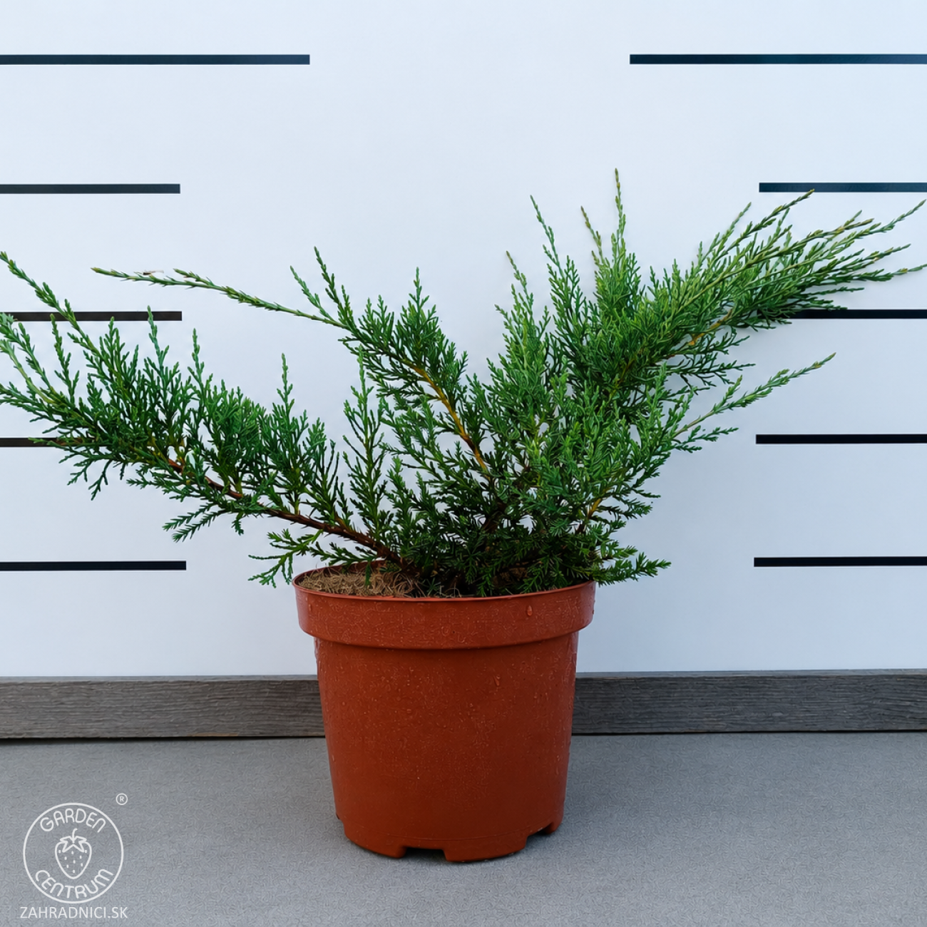 Obrázok Borievka prostredná (Juniperus × media) ´PFITZERIANA GLAUCA´ - výška 20-30 cm ⌀ 20-30 cm , kont. C3L